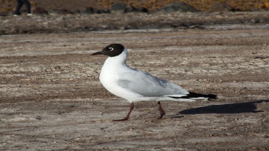Andean Gull, Guia de Fauna. RutaChile.   - 