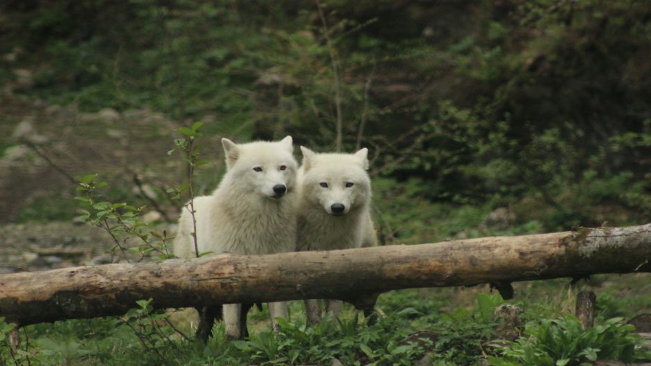 Arctic Wolf.   - CANADA