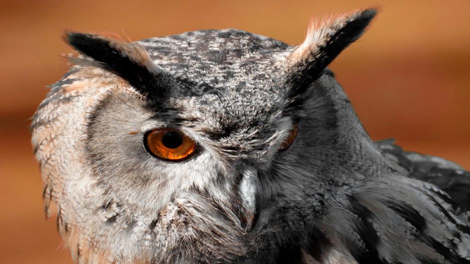 Owl.   - Paraguay