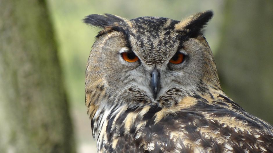 Owl.   - Paraguay