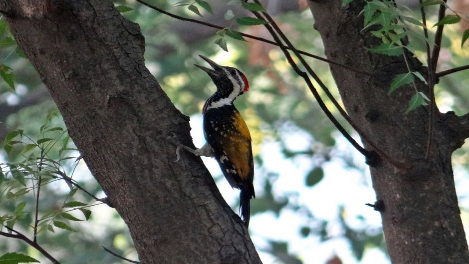 Black woodpecker, Guia de Fauna. RutaChile.   - CHILE