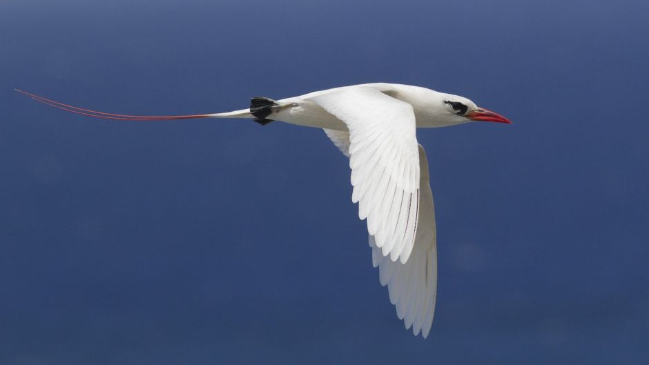Red-tailed Tropicbird.   - BRAZIL