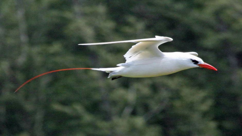 Red-tailed Tropicbird.   - Thailand
