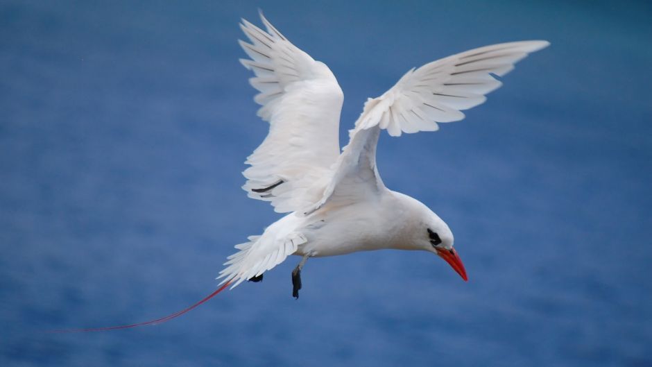 Red-tailed Tropicbird.   - 
