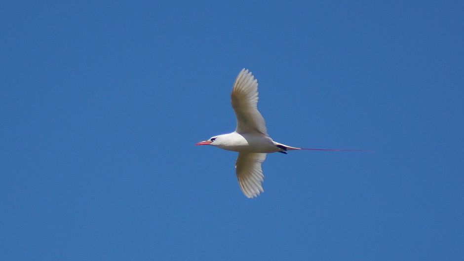 Red-tailed Tropicbird.   - CHILE