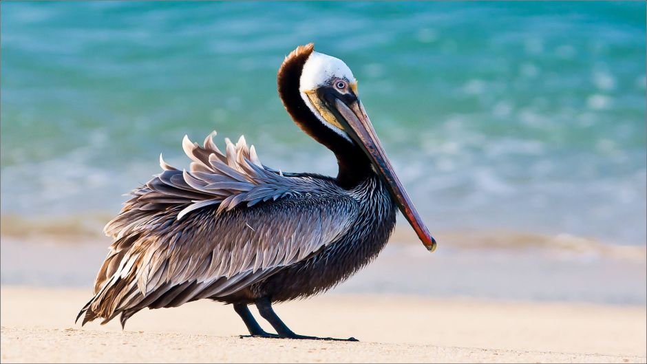 Brown Pelican.   - ECUADOR