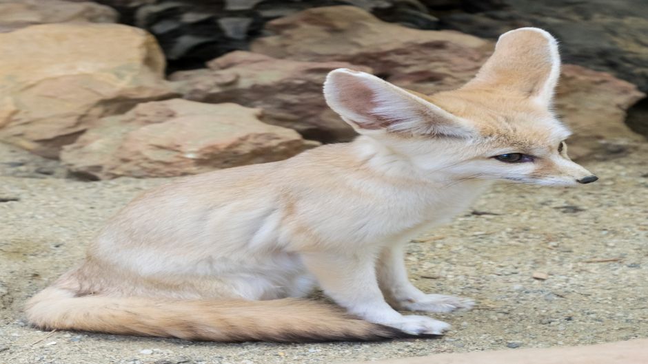 Desert Fox.   - Morocco