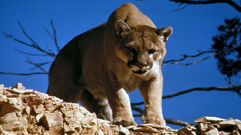 Cougar.   - UNITED STATES