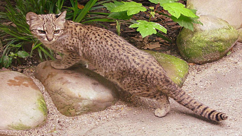 South American Wildcat, Guia de Fauna. RutaChile.   - Paraguay