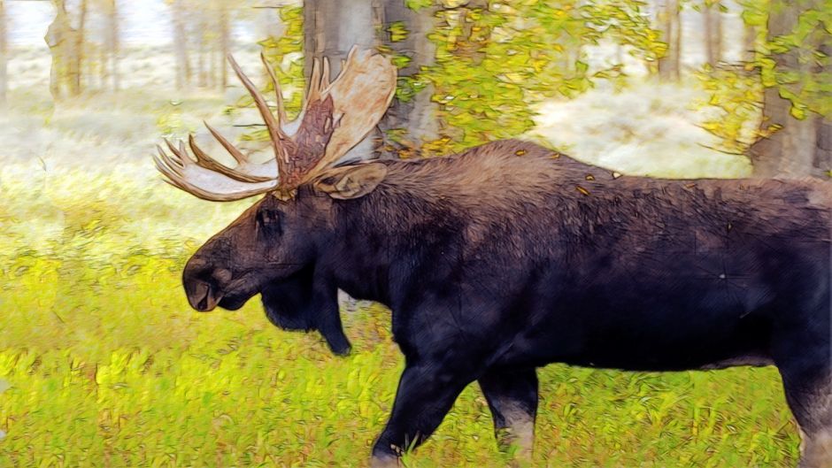 Moose.   - 