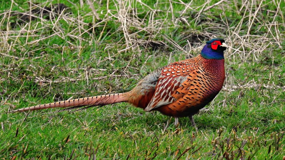 Information pheasant, pheasant Both as the California quail are the.   - CHILE