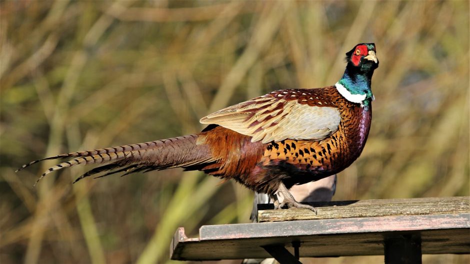 Information pheasant, pheasant Both as the California quail are the.   - NETHERLANDS