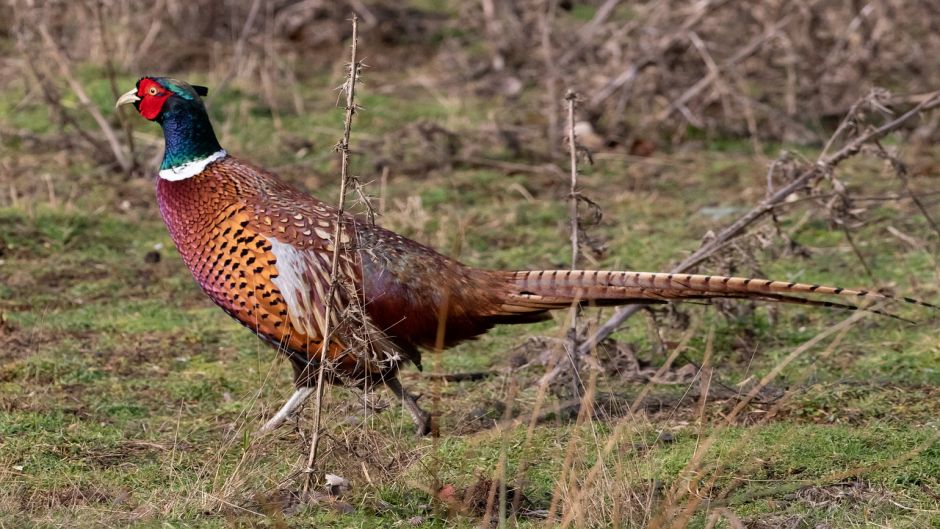 Information pheasant, pheasant Both as the California quail are the.   - Mexico