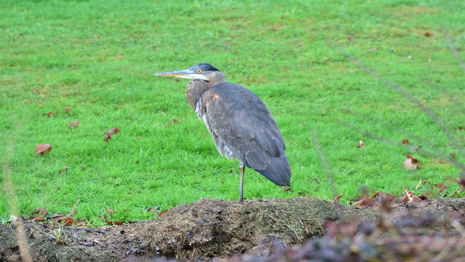 Information from the Blue Heron at Blue Heron (Egretta caerulea) in.   - CHILE