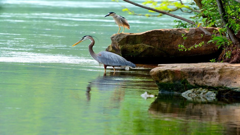 Information from the Blue Heron at Blue Heron (Egretta caerulea) in.   - Paraguay