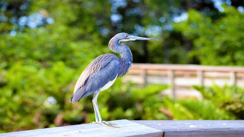 Information from the Blue Heron at Blue Heron (Egretta caerulea) in.   - CHILE