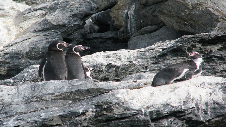 Humboldt penguin has black head and back neck. Anterior neck white..   - PERU