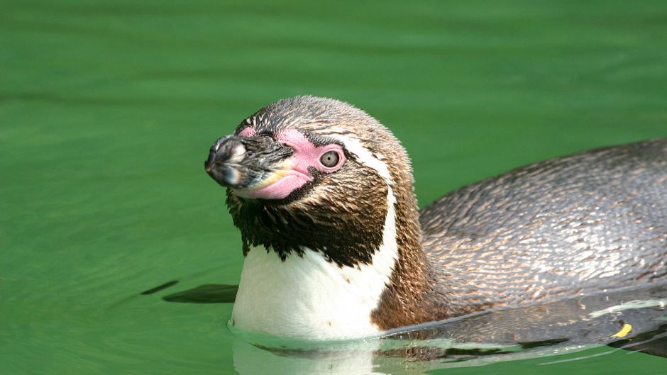 Humboldt penguin has black head and back neck. Anterior neck white..   - CHILE