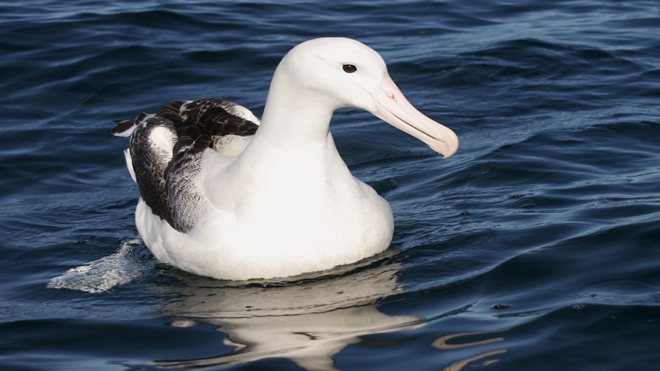 It can easily be confused with his half Wandering Albatross, becaus.   - ECUADOR