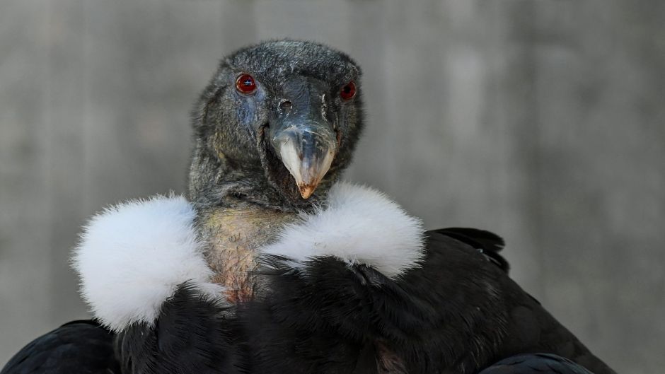 Condor, Guia de Fauna. RutaChile.   - CHILE