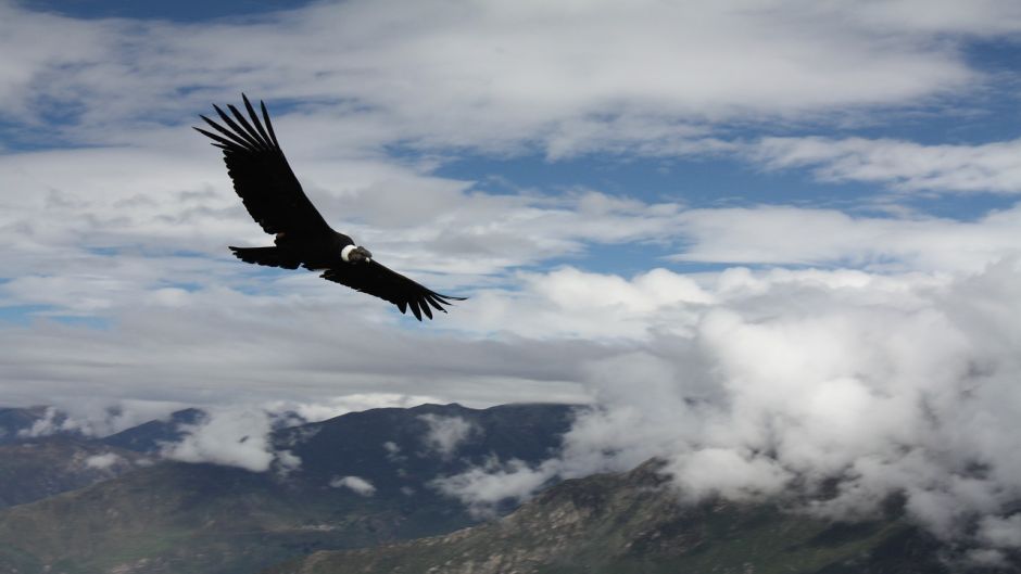 Condor, Guia de Fauna. RutaChile.   - COLOMBIA
