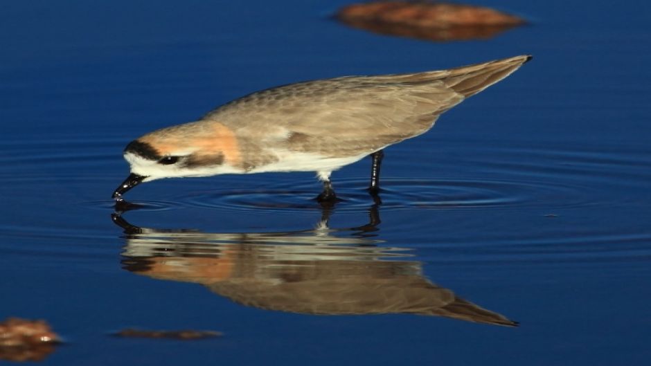 The Puna plover inhabits lakes and lagoons of fresh and salt water .   - CHILE