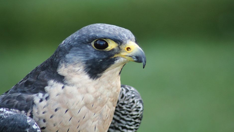 Austral Peregrine Falcon, Guia de Fauna. RutaChile.   - CHILE