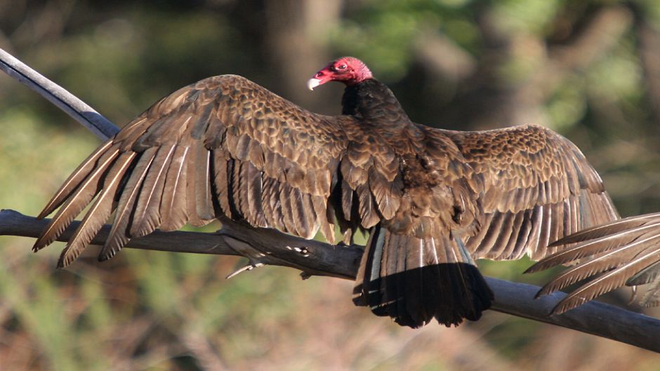 Vulture red-head, Guia de Fauna. RutaChile.   - COLOMBIA