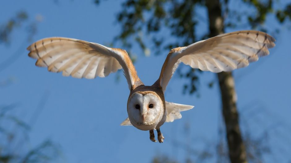 Owl, Guia de Fauna. RutaChile.   - South Africa