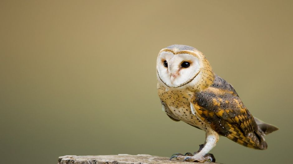Owl, Guia de Fauna. RutaChile.   - New Zealand