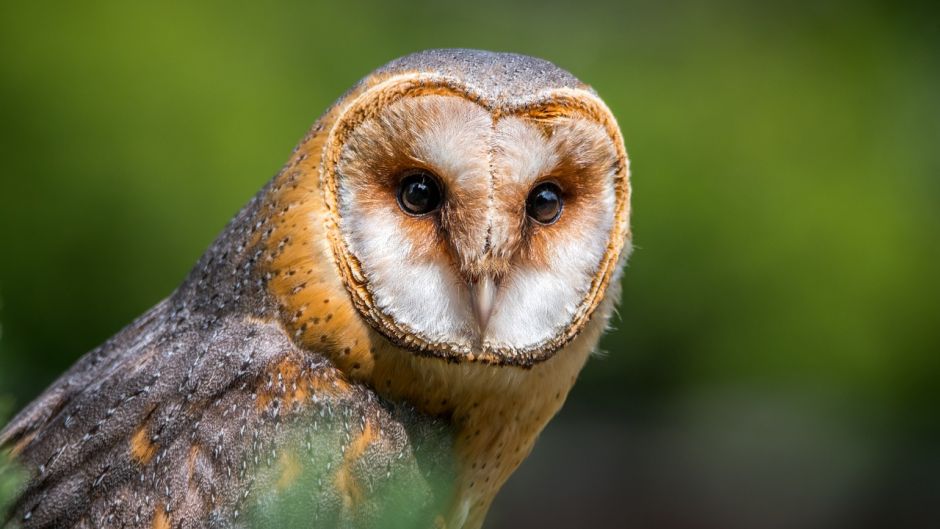 Owl, Guia de Fauna. RutaChile.   - South Africa