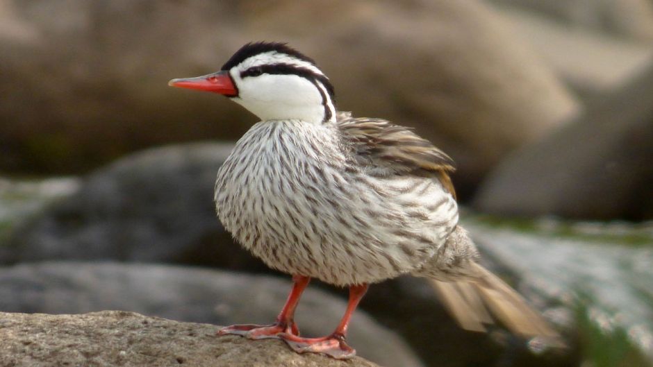 Duck Cutoffs, Guia de Fauna. RutaChile.   - Paraguay
