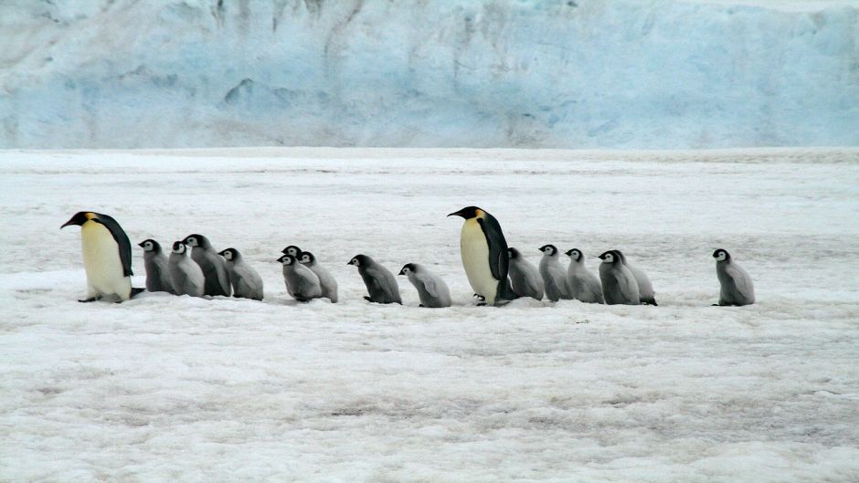Emperor penguin, Guia de Fauna. RutaChile.   - CHILE