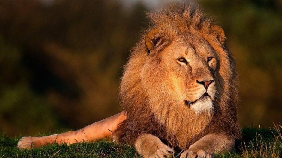 Lion, Guia de Fauna. RutaChile.   - India