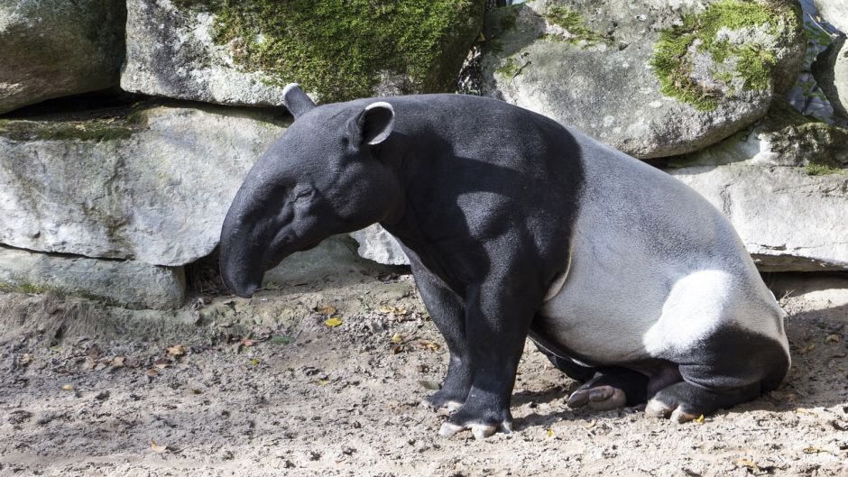 Tapir, Guia de Fauna. RutaChile.   - Paraguay