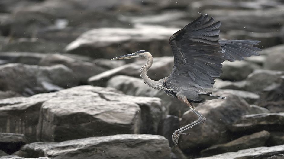 Gray heron, Guia de Fauna. RutaChile.   - COLOMBIA