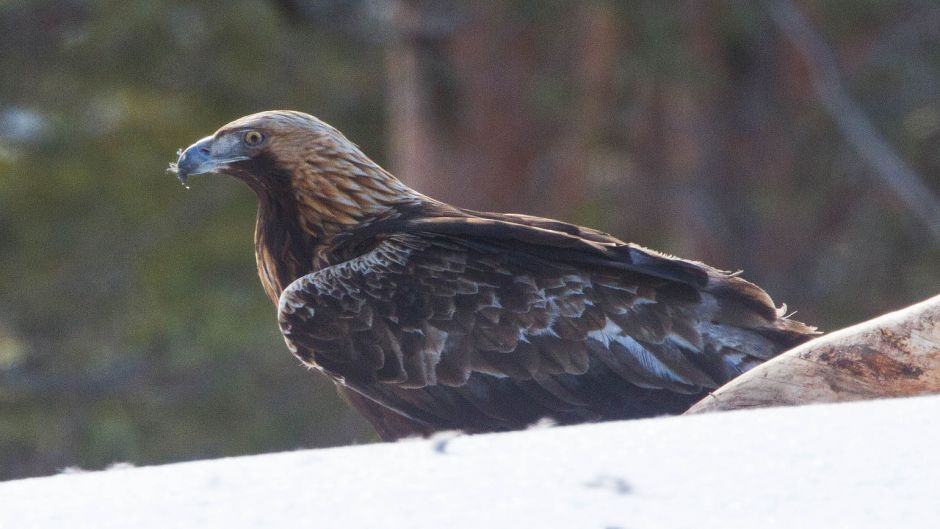 Royal Eagle.   - Sweden