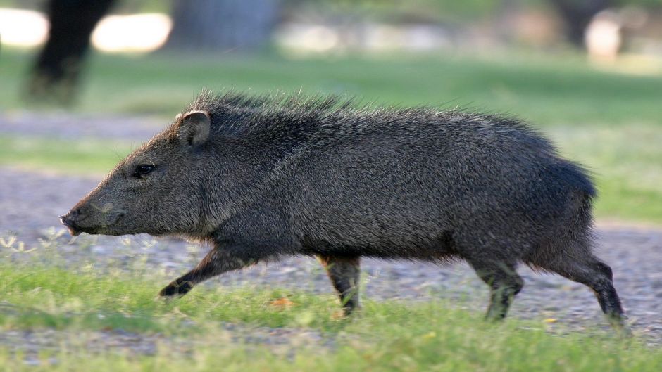 Collared Peccary.   - UNITED STATES