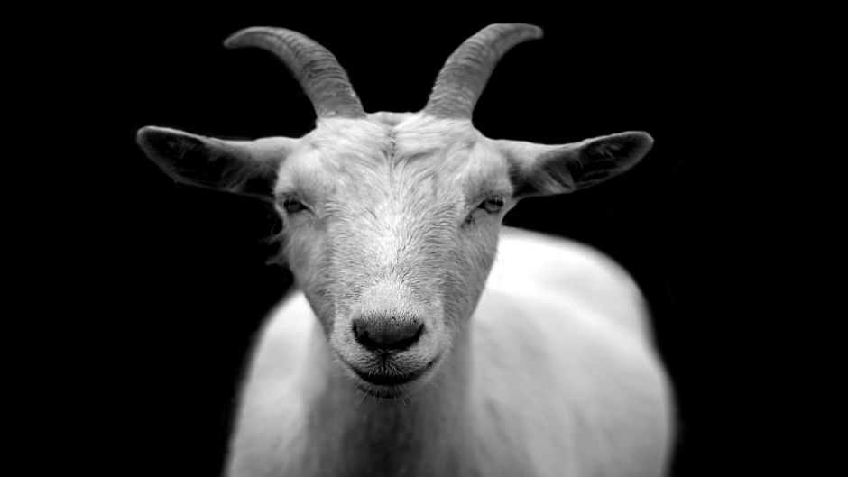 Goat.   - Switzerland