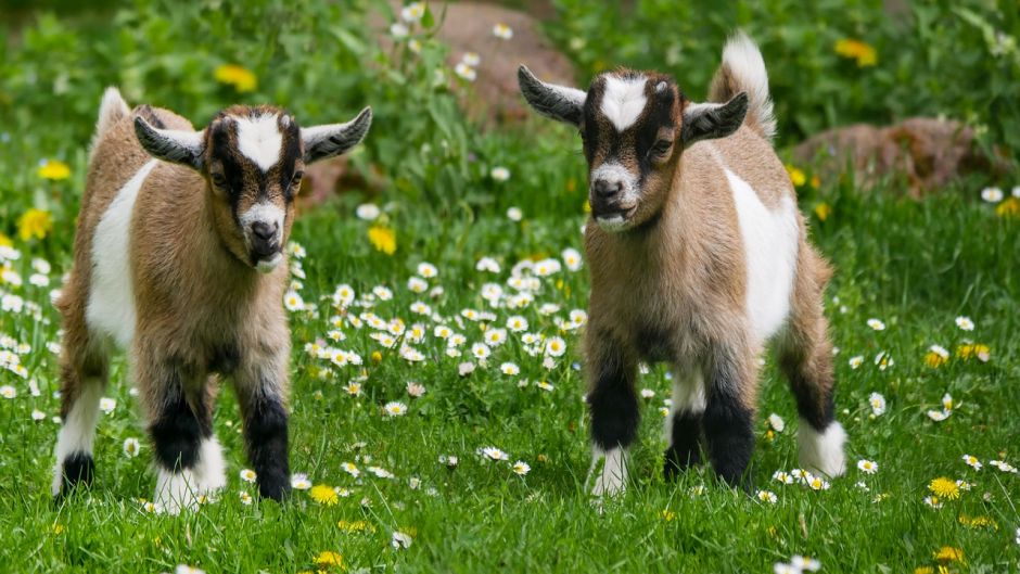 Goat.   - Spain