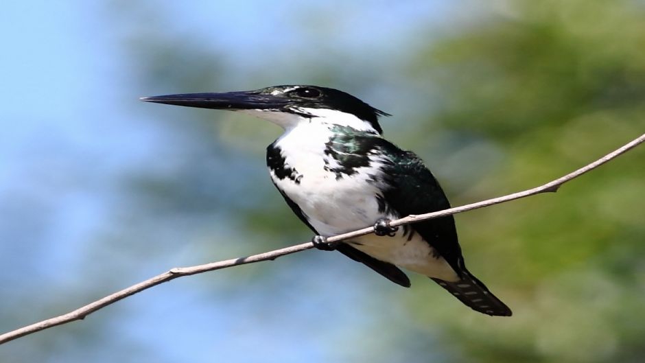 amazonian kingfisher.   - Nicaragua