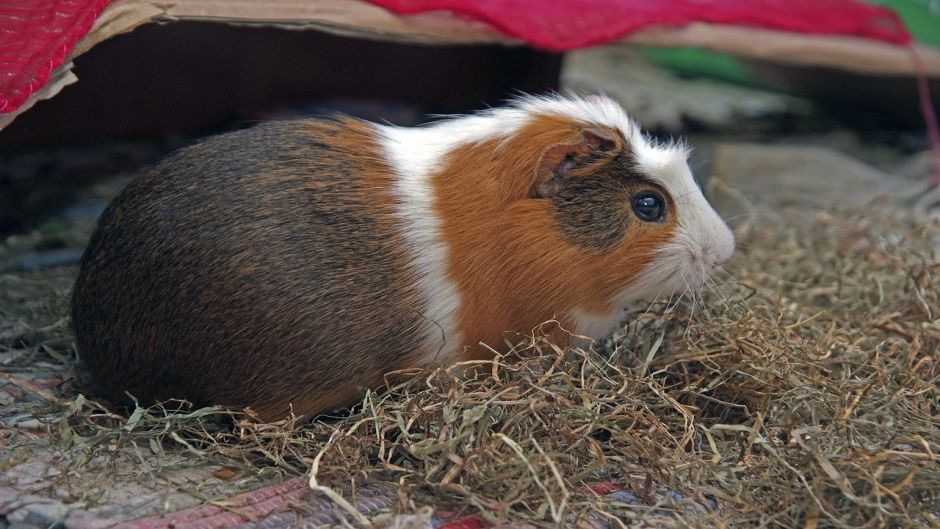 Guinea Pig.   - PERU