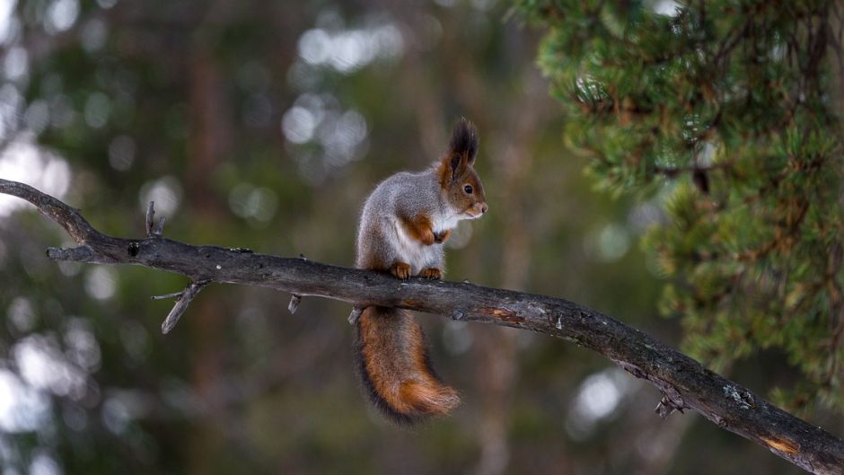 Red Squirrel.   - BOLIVIA