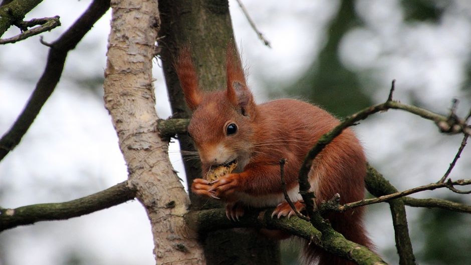 Red Squirrel.   - Paraguay