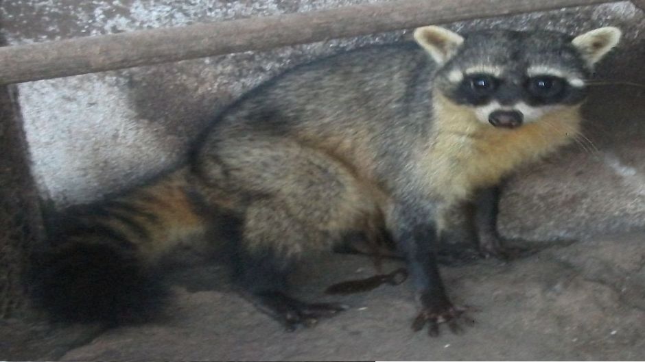 South American raccoon.   - BRAZIL