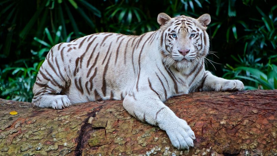 White Tiger.   - India