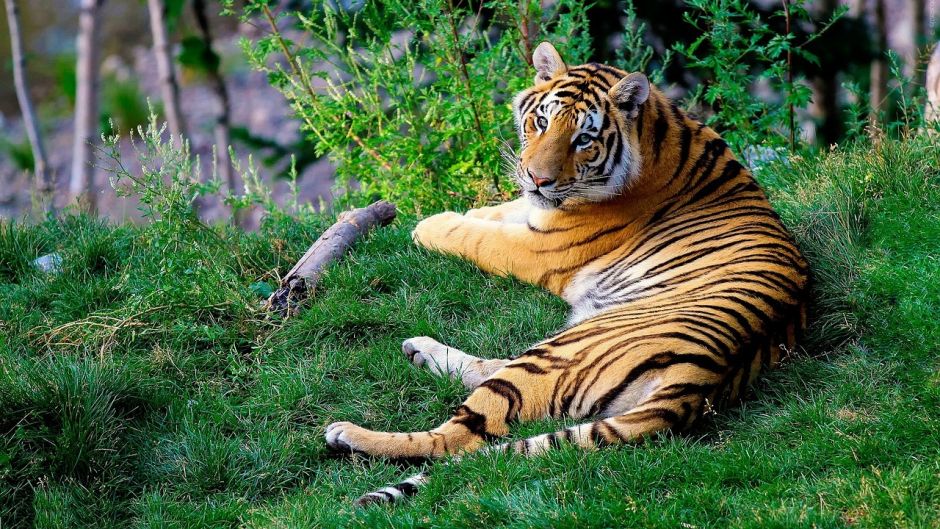 Bengal tiger.   - India