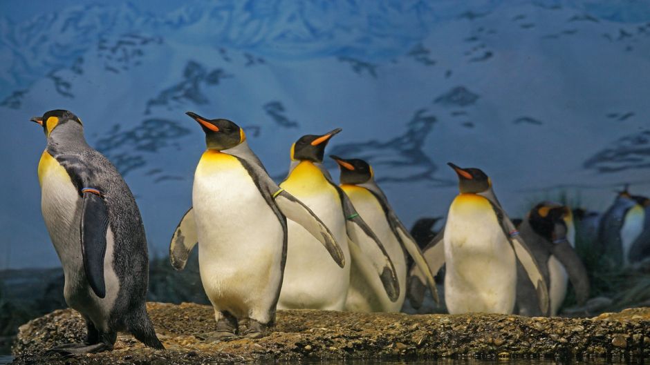 King Penguin.   - ARGENTINA