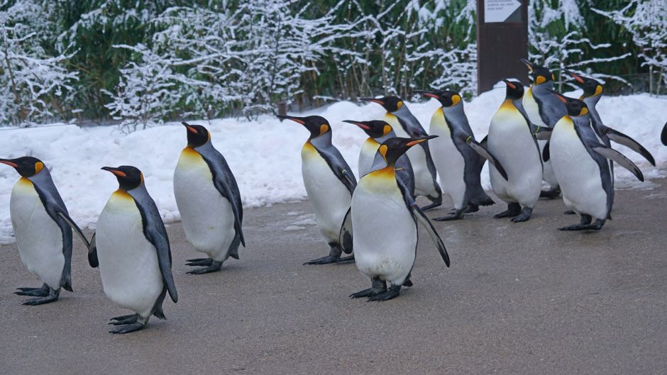 King Penguin.   - AUSTRALIA