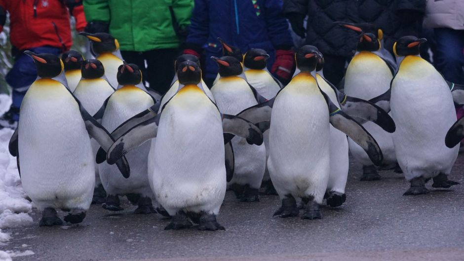 King Penguin.   - New Zealand